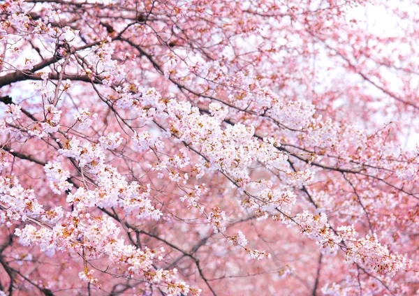 pembe sakura ağacı