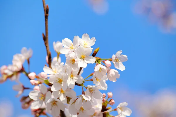 Sakura med blå himmel — Stockfoto