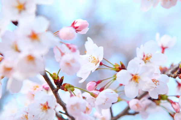 Sakura träd — Stockfoto