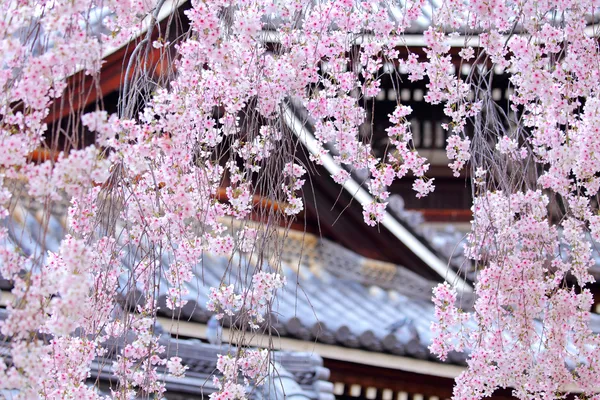 Weinender Sakura-Baum mit japanischem Tempel — Stockfoto