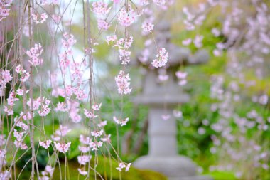 Ağlayan sakura bahçe manzarası