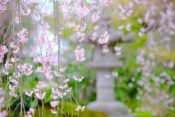 Weeping sakura vista jardim — Fotografia de Stock
