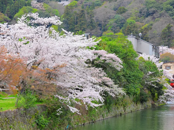 Albero Sakura con fiume — Foto Stock