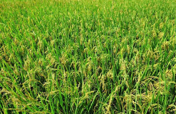 Pola ryżu niełuskanego — Zdjęcie stockowe
