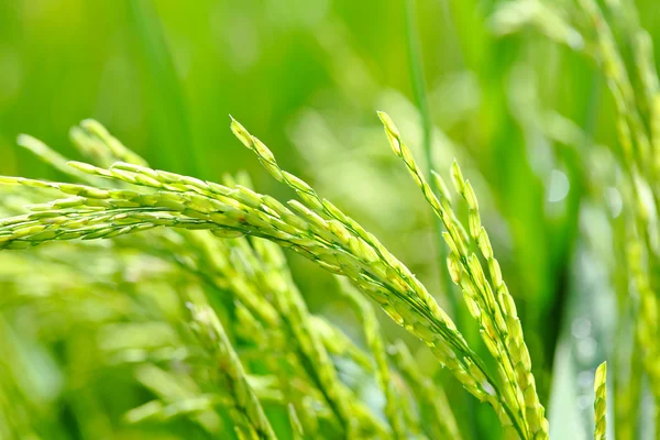 Paddy rice close up — Stock Photo, Image