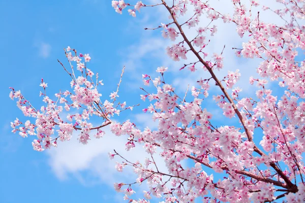 Arbre Sakura — Photo