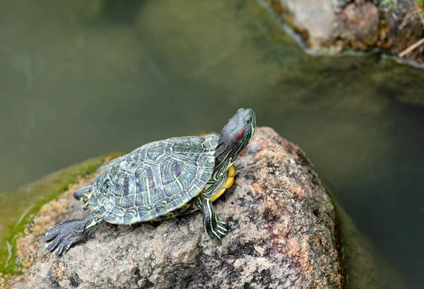 Tortoise — Stock Photo, Image