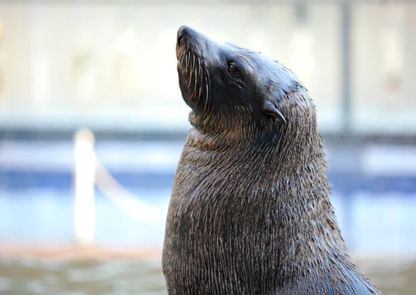 Sea lion looking up — Stock Photo, Image