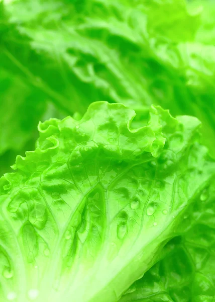 Green lettuce close up — Stock Photo, Image