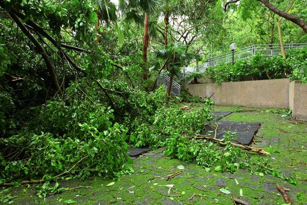 태풍에 의해 손상 된 정원 — 스톡 사진