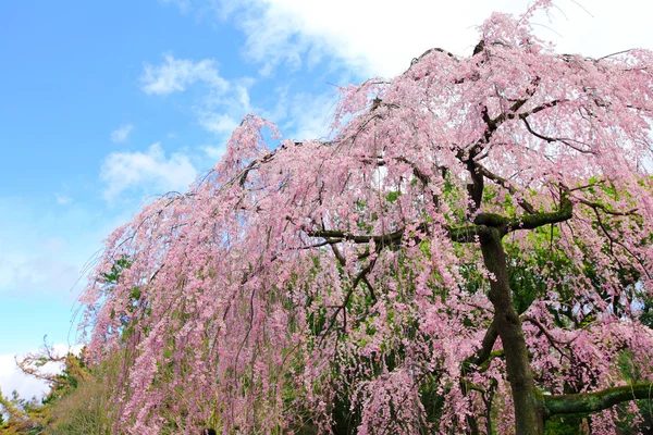 Cherry tree in Japan — Stock Photo, Image