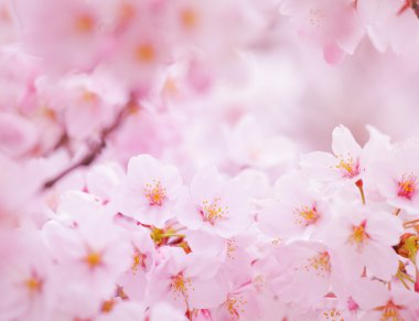 Sakura pembe