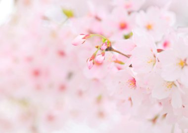 Sakura çiçeği