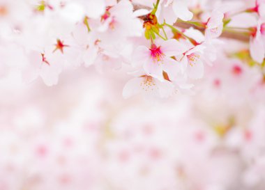 Sakura yakın çekim