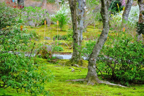 Árbol en el parque — Foto de Stock