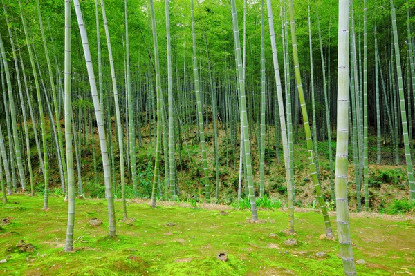 Bamboo tree — Stock Photo, Image