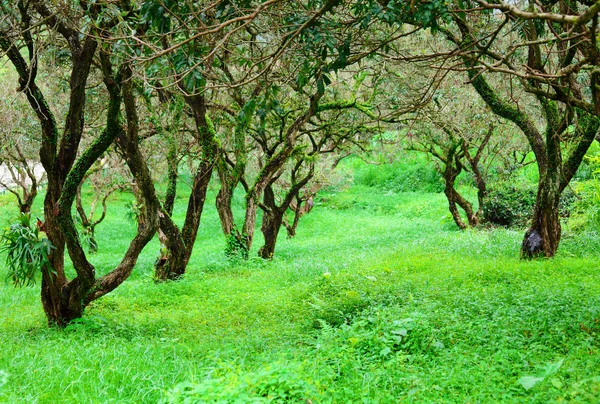 Bosque —  Fotos de Stock