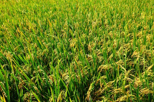 Groene padie rijst veld — Stockfoto