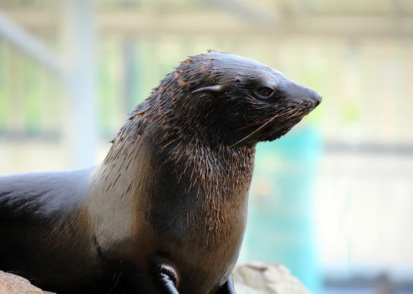 Sea lion — Stock Photo, Image