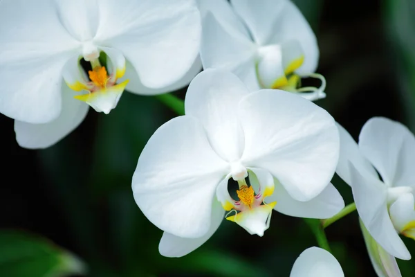 White orchid — Stock Photo, Image