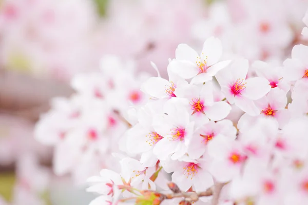 Sakura árbol —  Fotos de Stock