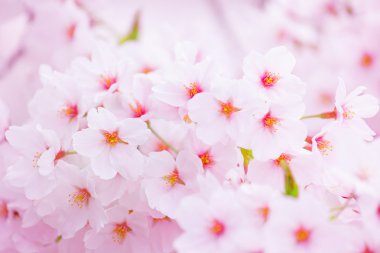pembe sakura