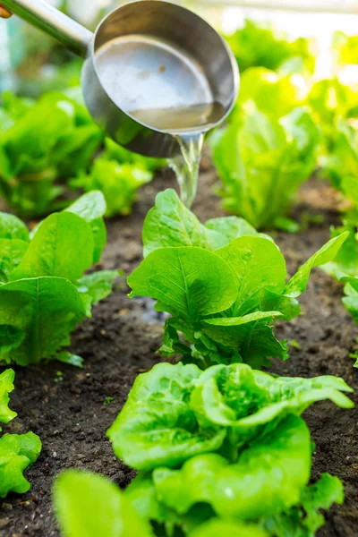 Düngung von Salat — Stockfoto