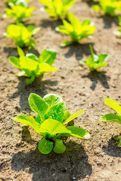 Young lettuce field — Stock Photo, Image