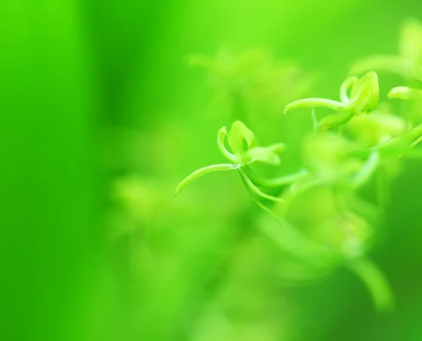 Grünes kleines Pflänzchen — Stockfoto