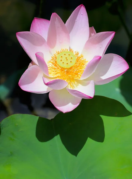 Flor de lótus rosa — Fotografia de Stock