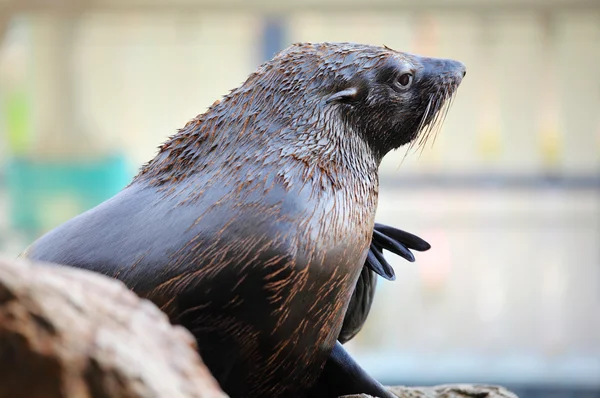 Sea lion at outdoor — Stock Photo, Image