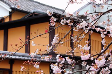 Sakura tree and traditional japanese house clipart