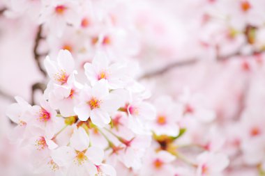 Sakura çiçeği