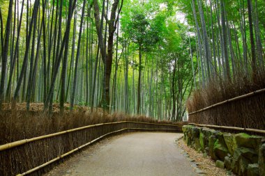 Bambu orman yolu ile