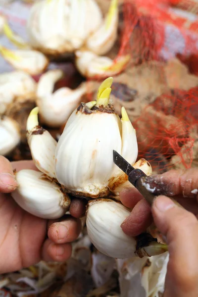 Cutting narcissus bulb by human hand — Stock Photo, Image