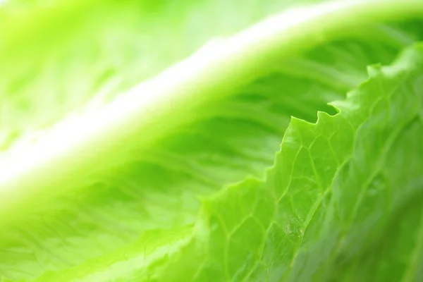 Lettuce texture close up — Stock Photo, Image