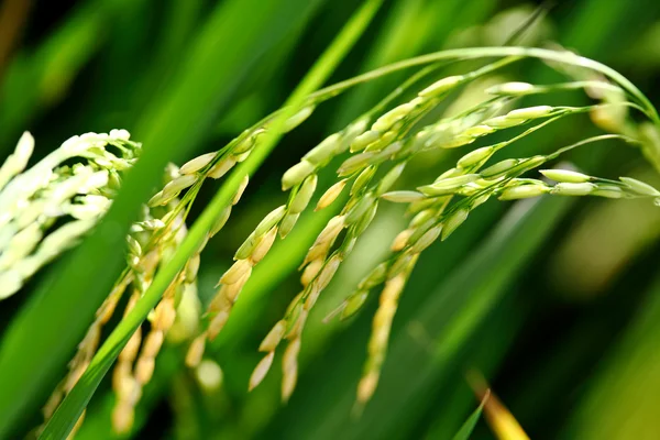 Педді рис крупним планом — стокове фото