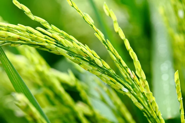 Paddy rice — Stock Photo, Image