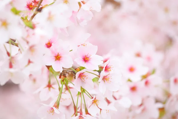 Sakura — Foto Stock