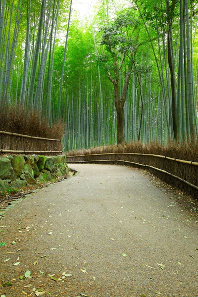 Bambus lesie i ścieżki — Zdjęcie stockowe
