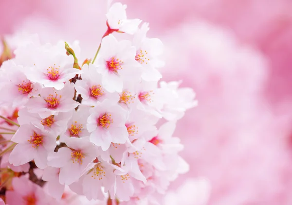 Sakura — Stock Photo, Image