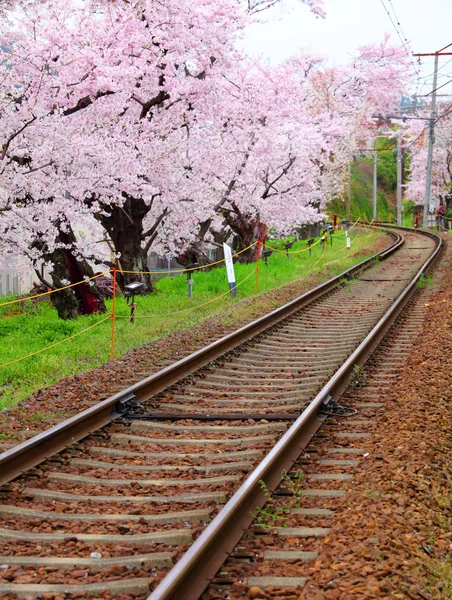 Sakura with railway — Stock Photo, Image