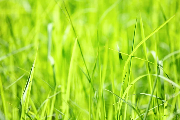 Green grass — Stock Photo, Image