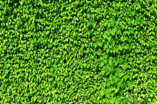 Зеленый плющ на стене — стоковое фото
