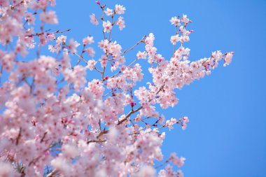 Mavi gökyüzü ile Sakura ağacı