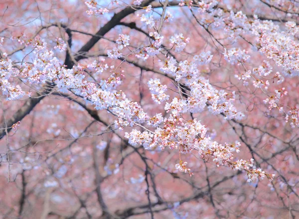 Sakura. — Foto de Stock