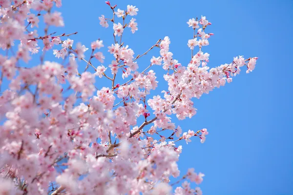 青い空と桜の木 — ストック写真