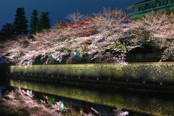 Κανάλι λίμνη Biwa με δέντρο sakura τη νύχτα — Φωτογραφία Αρχείου