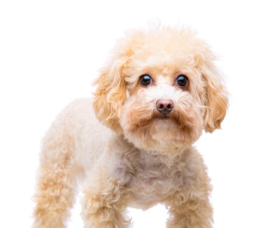 beyaz izole kahverengi fino köpeği