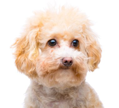 izole kahverengi fino köpeği